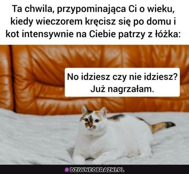 Kitten zawsze wsparciem