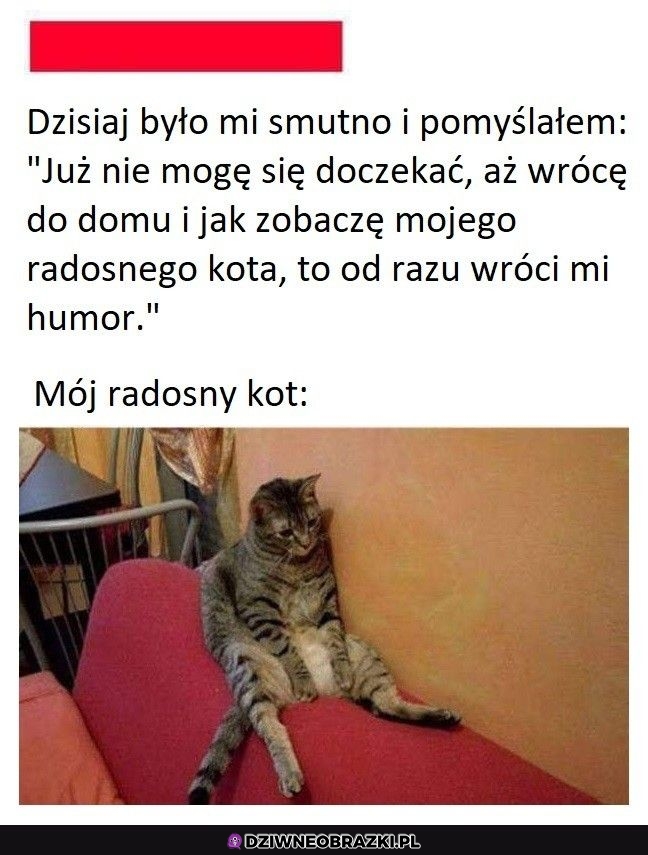 Radosny kitku