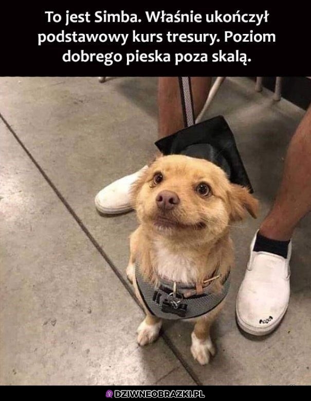 Skończył kurs na to