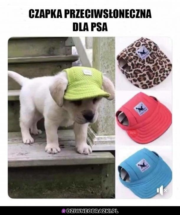Czapka dla pieseła