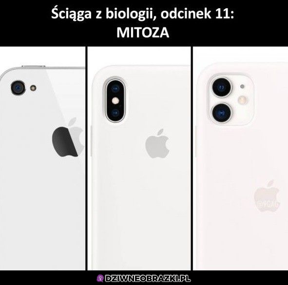 Ściąga z biologii