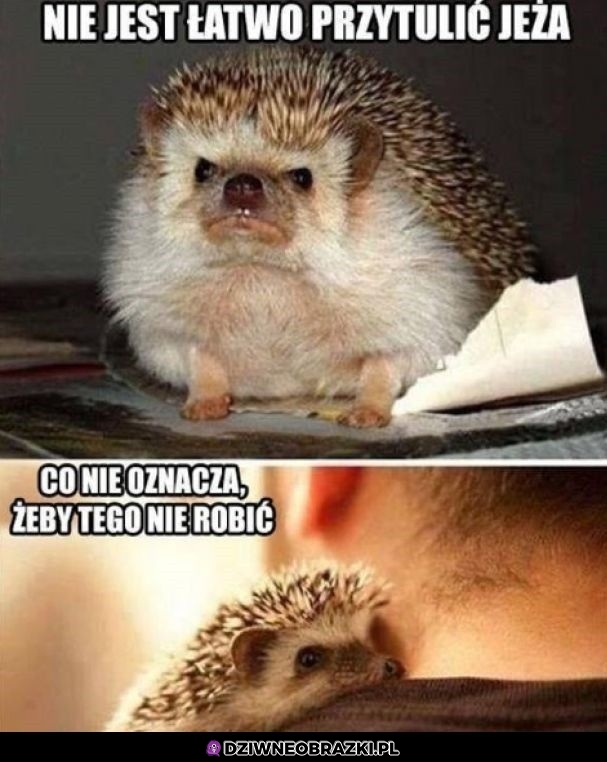 Przytulanie jeżyka