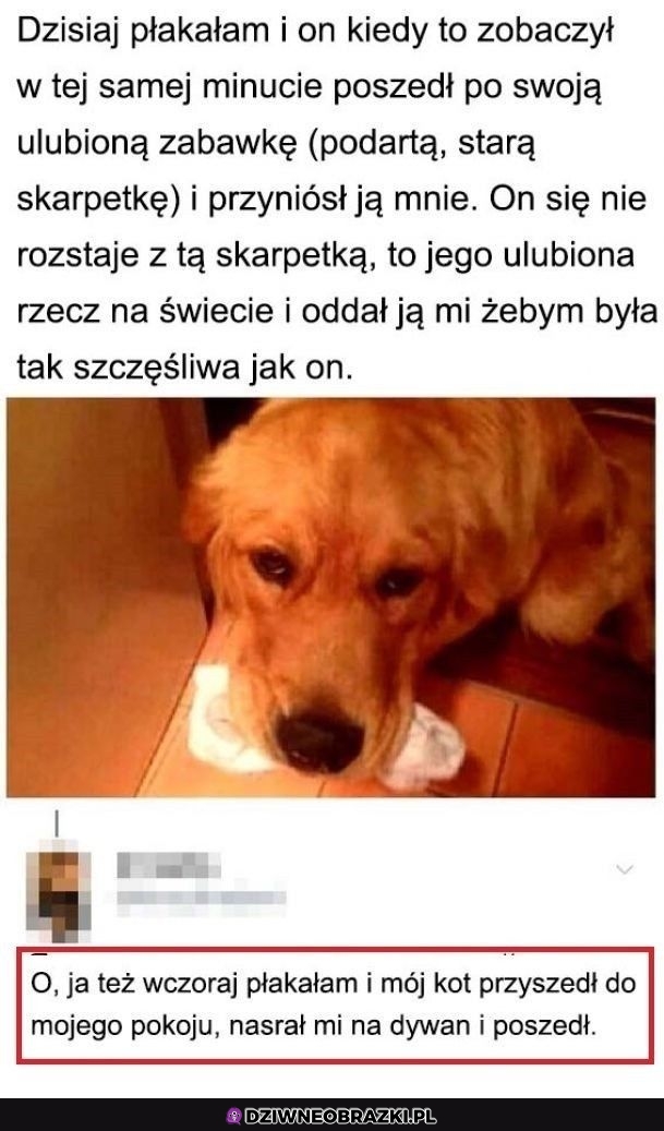 Nie zasługujemy na psy
