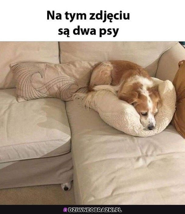 Dwa pieseły