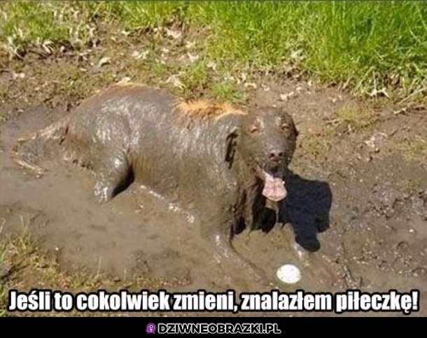 Brawo