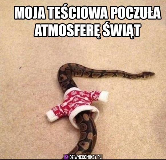 Teściowa gotowa