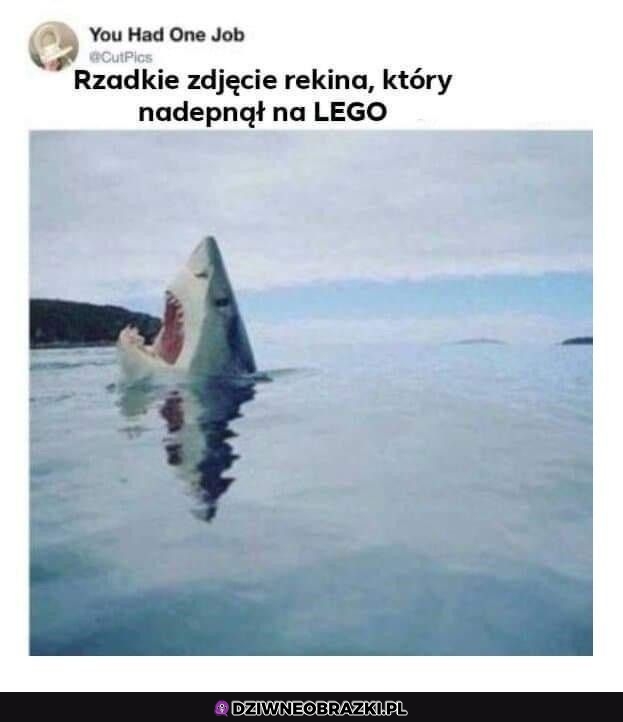 Rzadkie foto