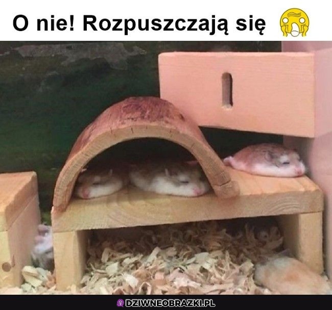 O nie!