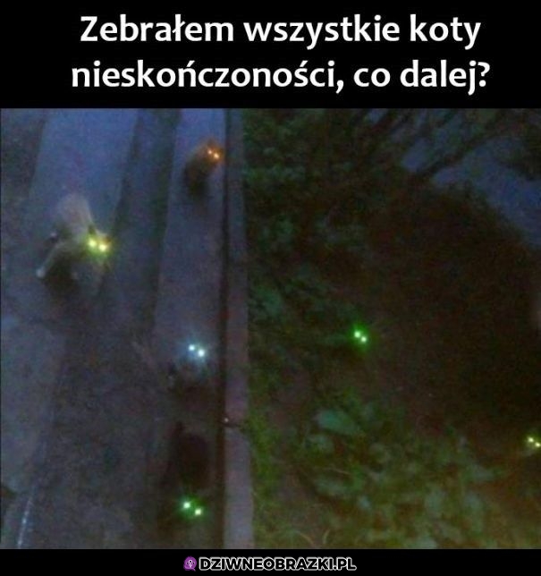 Koty nieskończoności