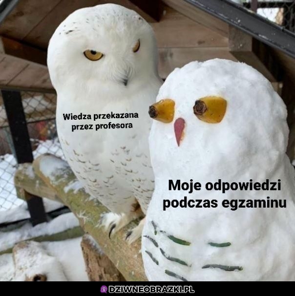 Tak to wygląda