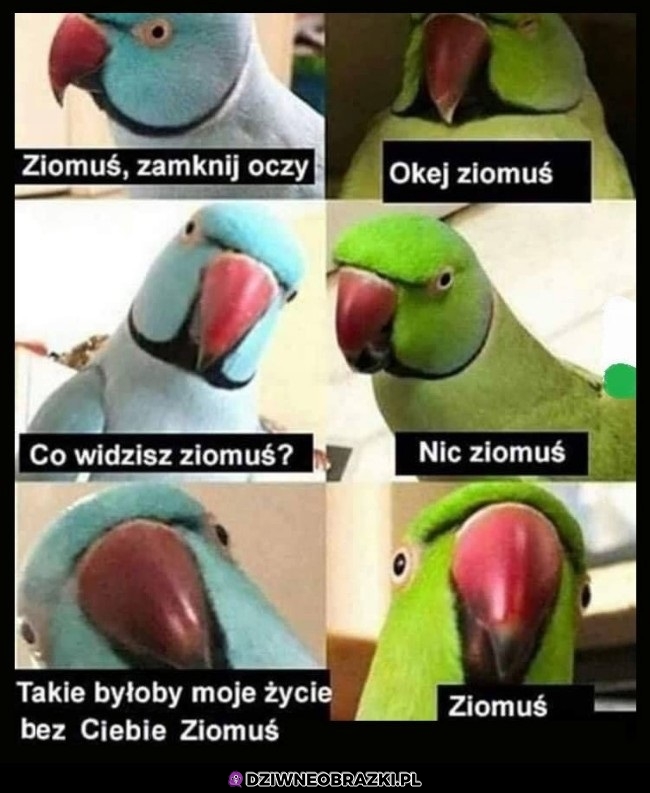 Ziomuś