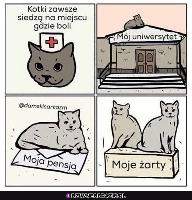 Siedzące kotki