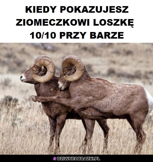 Obczaj