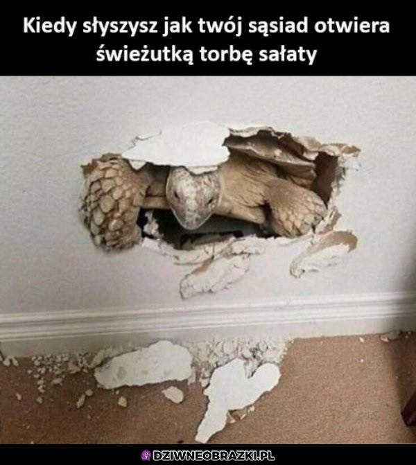 Witam sąsiada