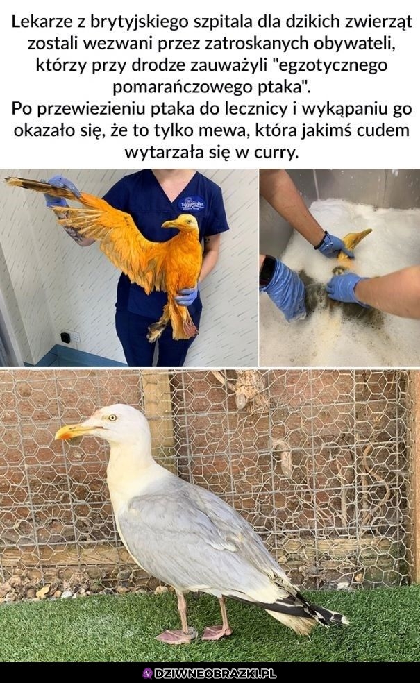 Egzotyczny