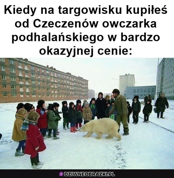 Okazyjny owczarek
