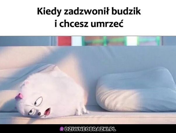 Każdego ranka przed pracą