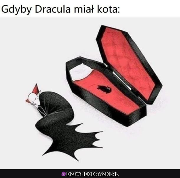 Kot Draculi