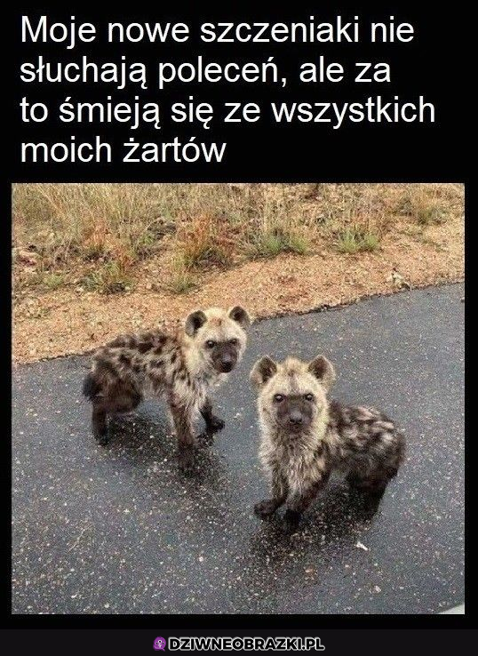 Nowe szczeniaczki