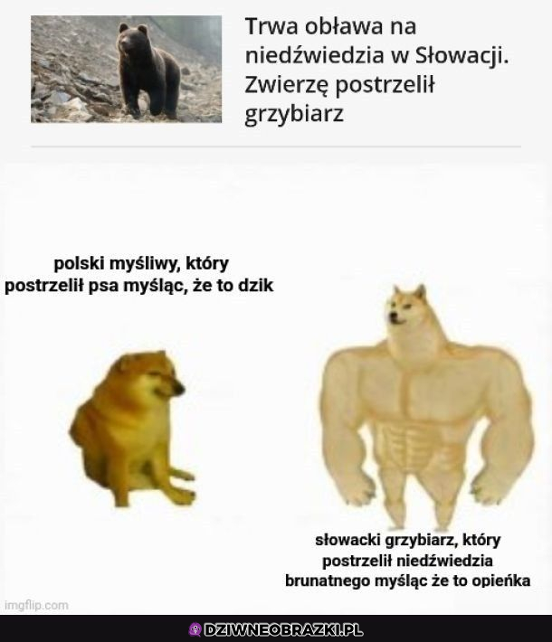 obława na niedźwiadka