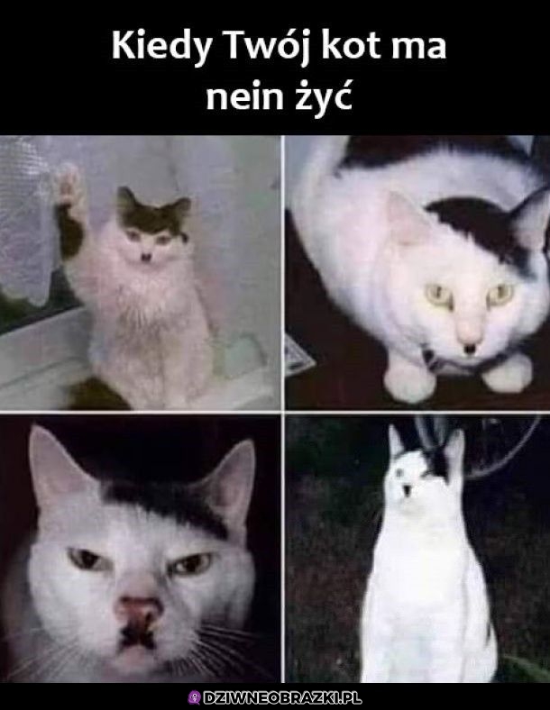 Nein żyć