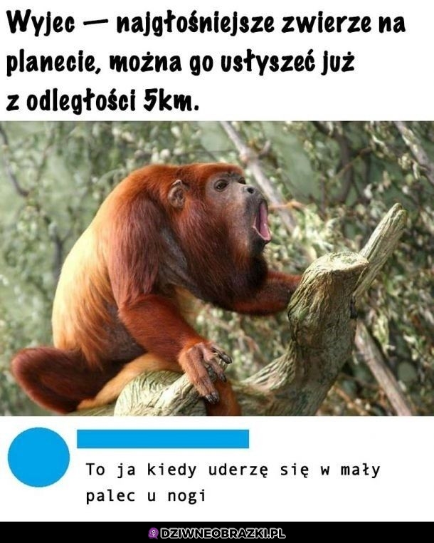 Wyjec