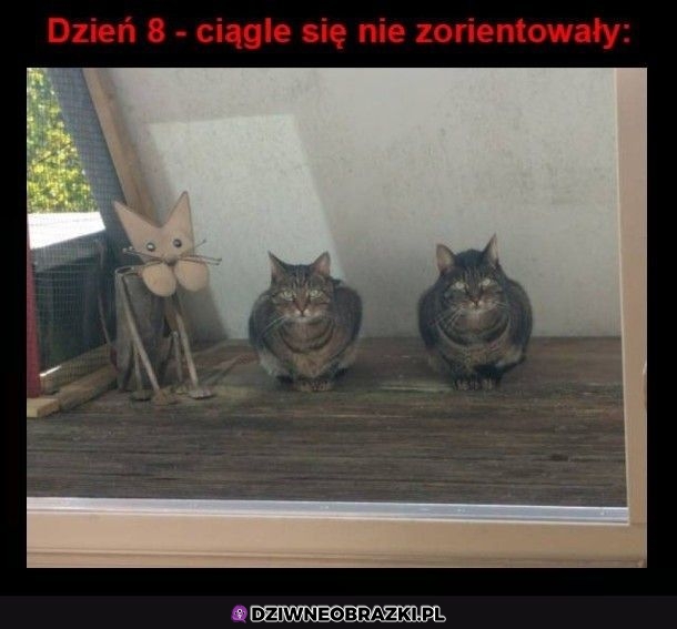 Nie zorientowane