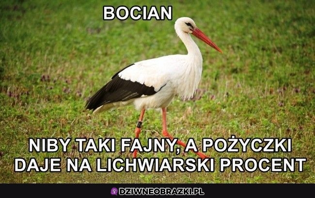Bociek