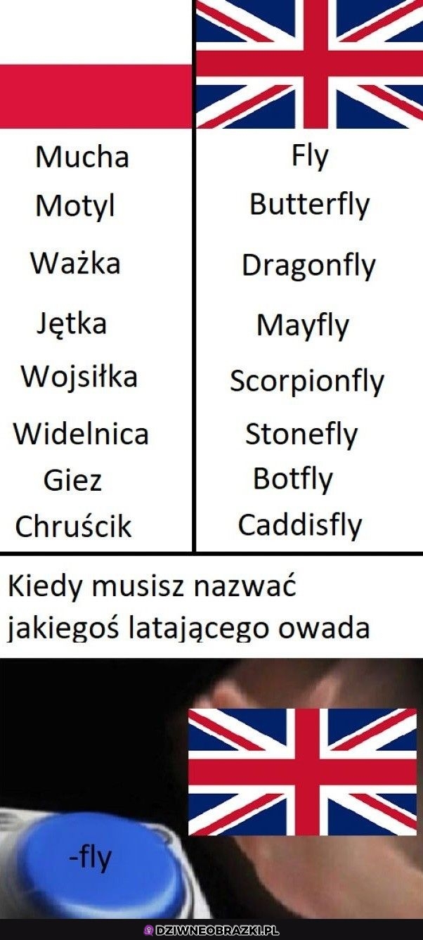 Przynajmniej wiadomo, że to owad