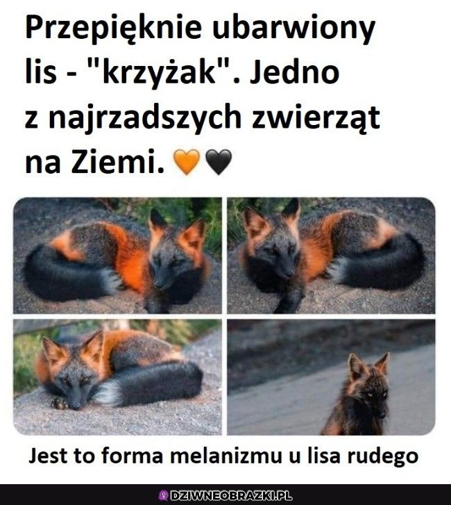Ale fajny lisek