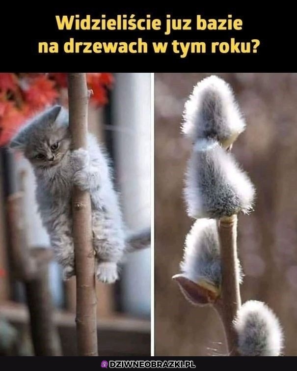 Już są?