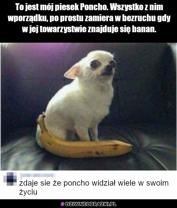 Poncho