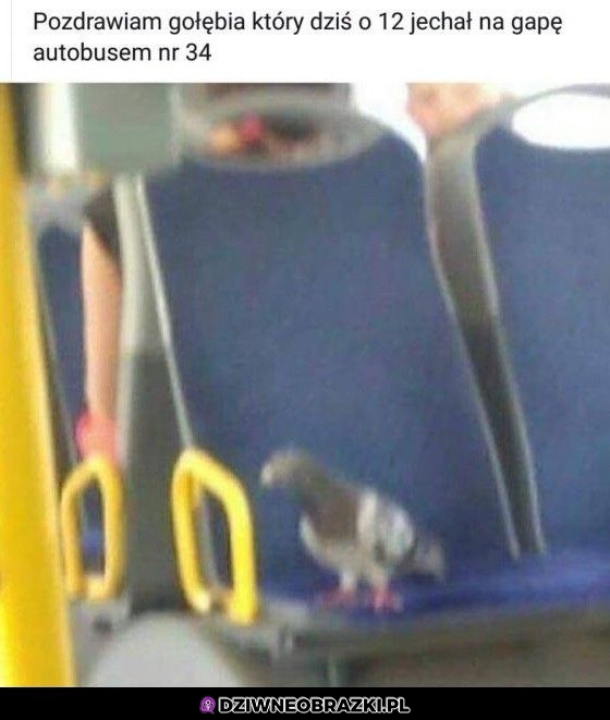 Sie rozsiadł jaszczomp