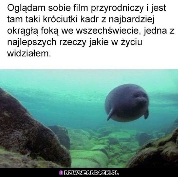 Foczka