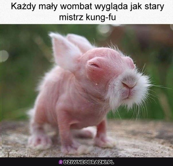 Taki ich wygląd