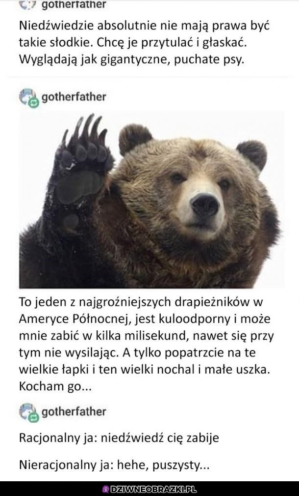 Niedźwiedzie takie są