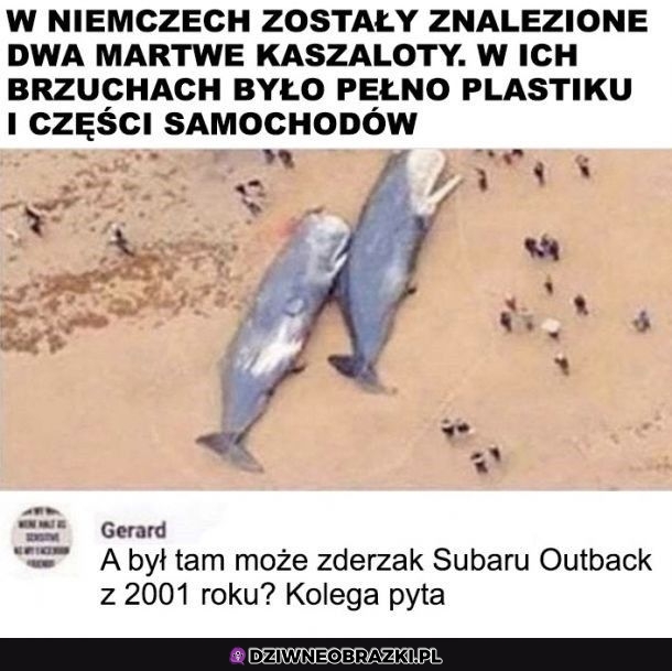 Kolega pyta