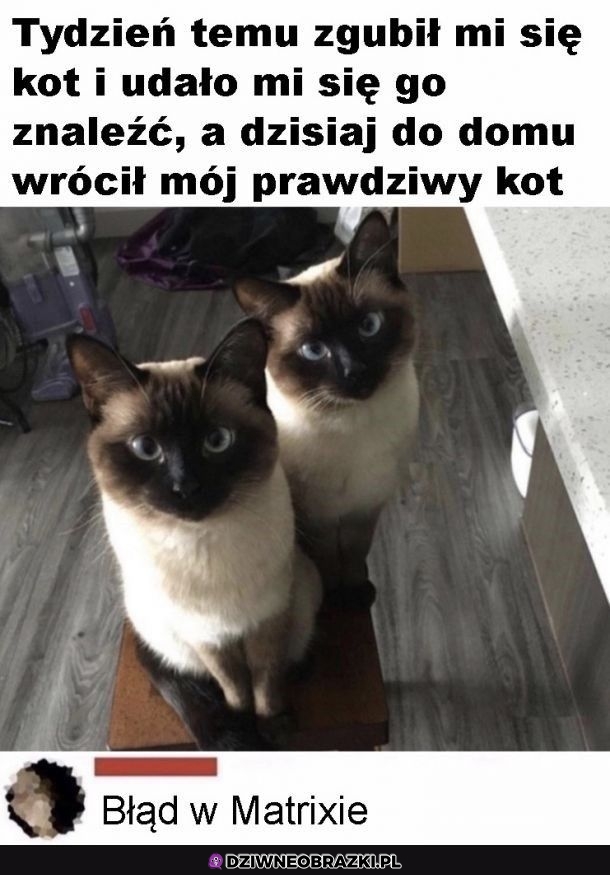 Teraz ma dwa kitku