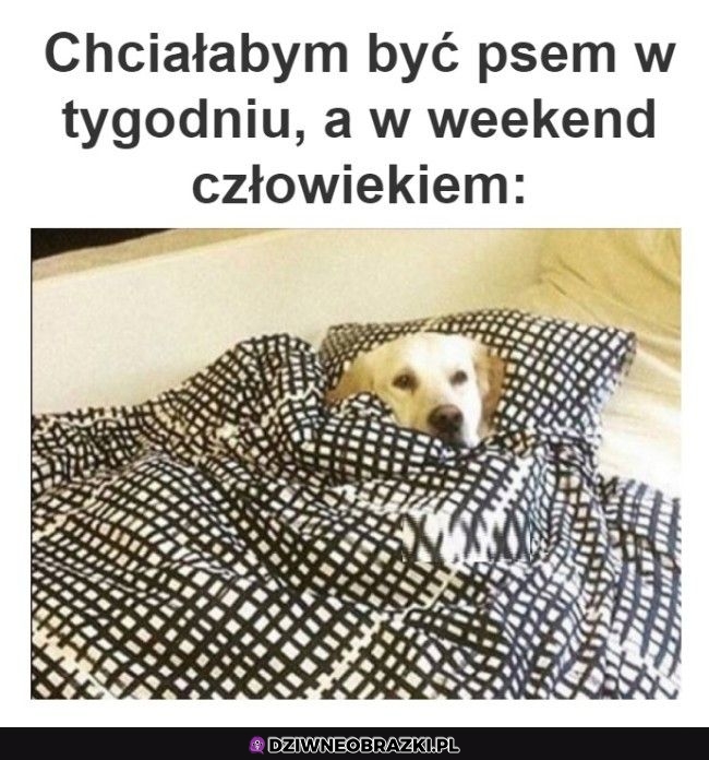 Byłoby spoko