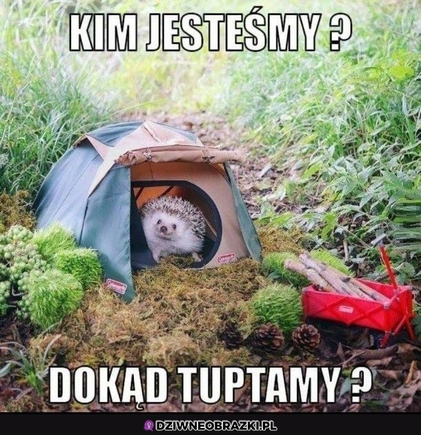 Jeże