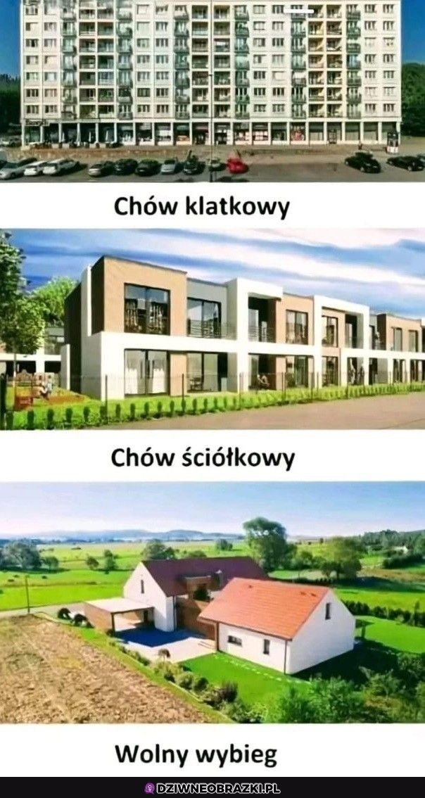 Do którego należysz?