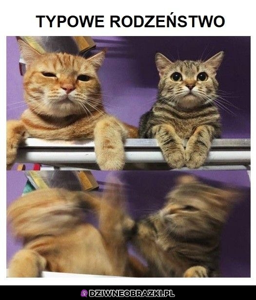 Rodzeństwo