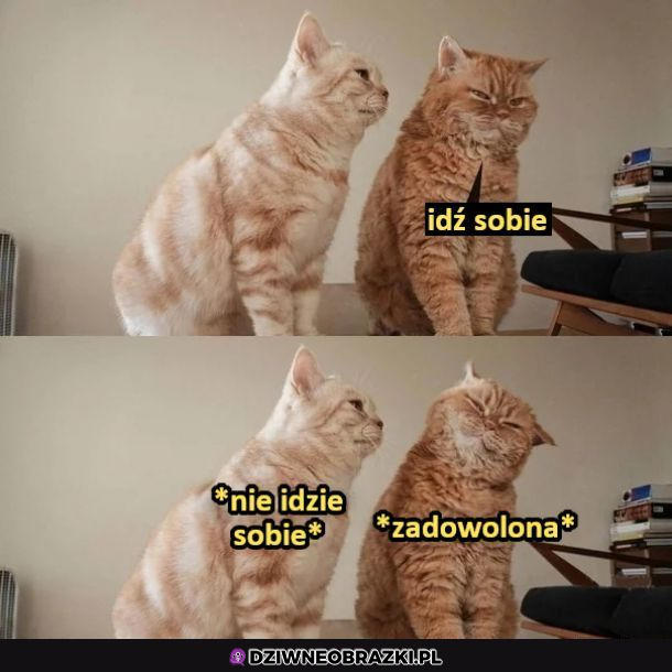 Typowa baba