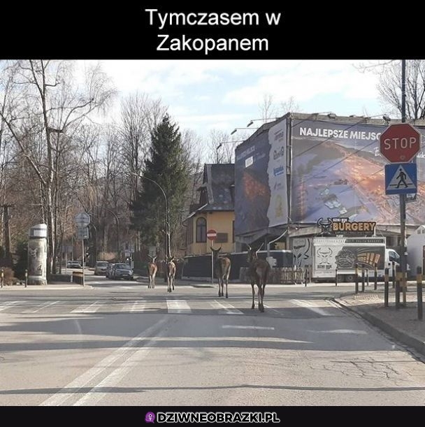 No proszę