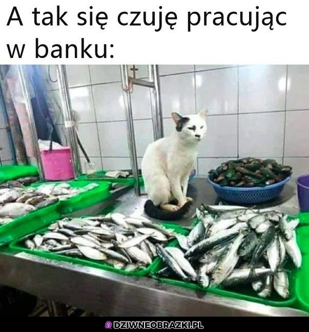 Tak to wygląda