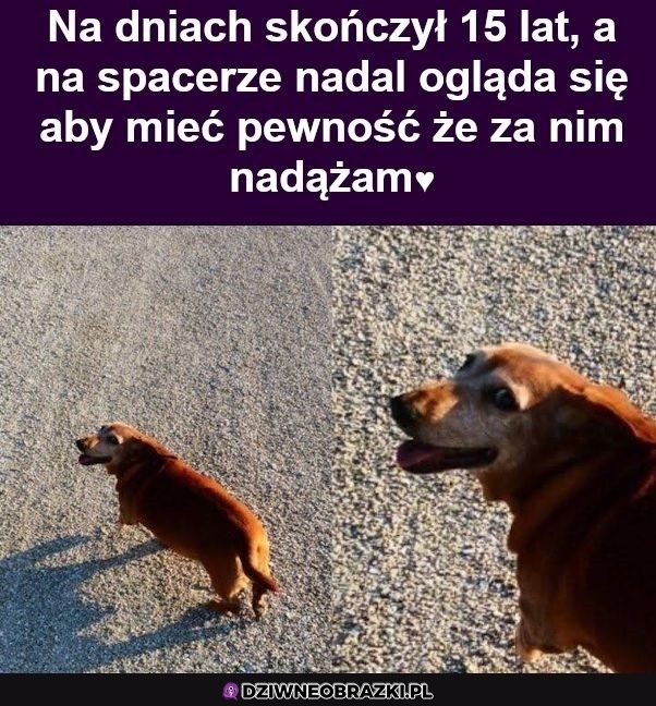 Nie zasługujemy na psy