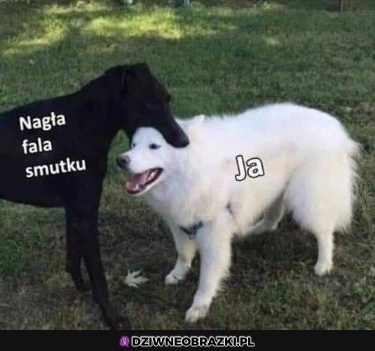 Zawsze