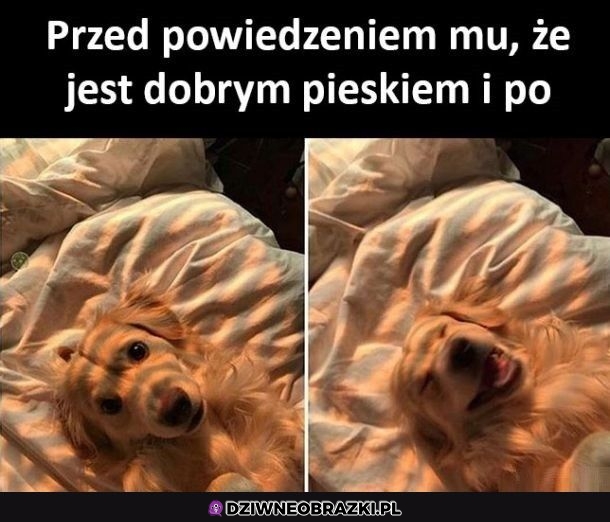 Dobry piesek