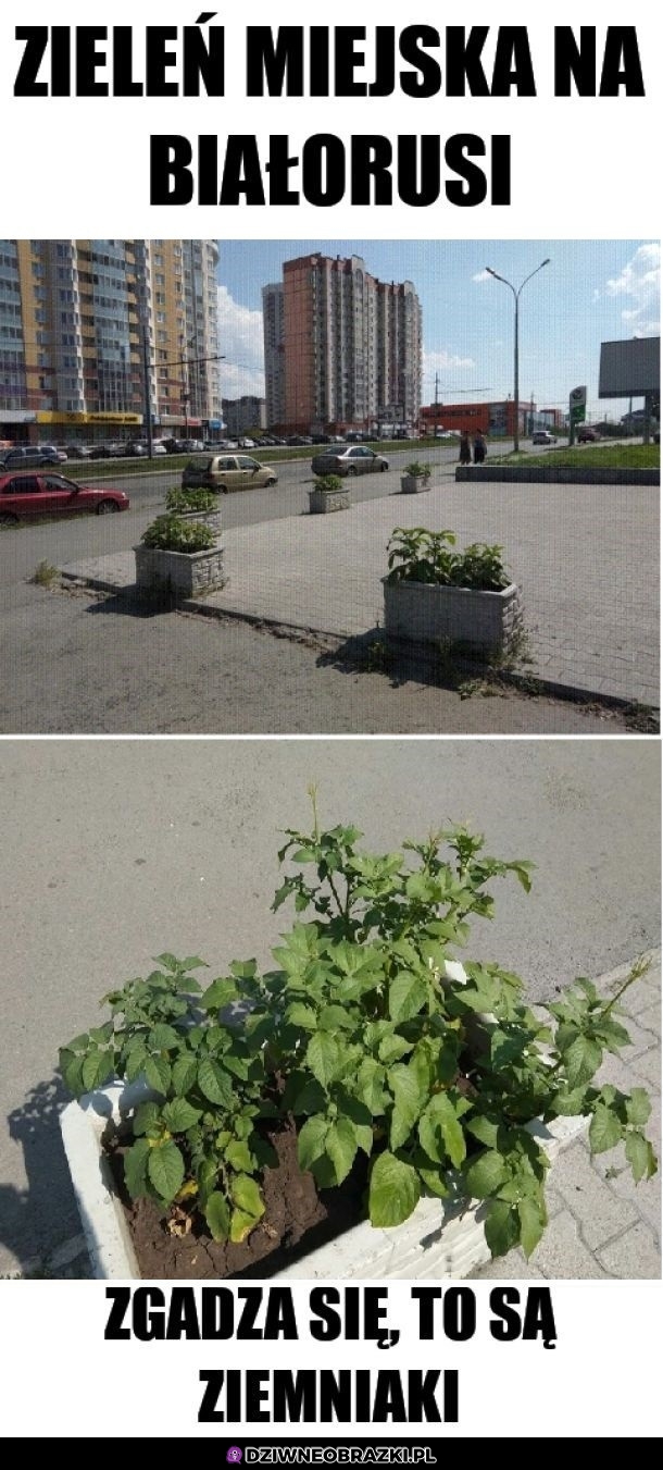Zieleń na Białorusi