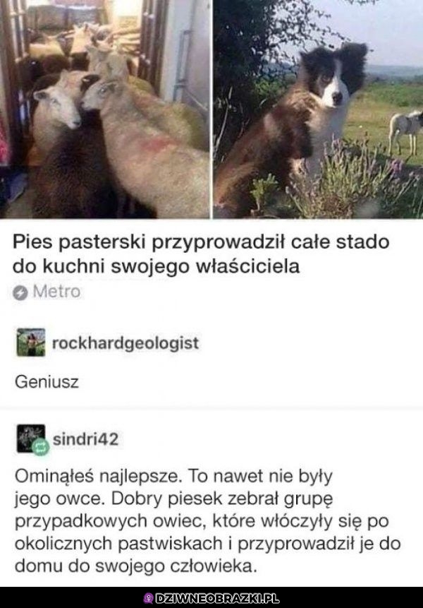 Doobry piesek!